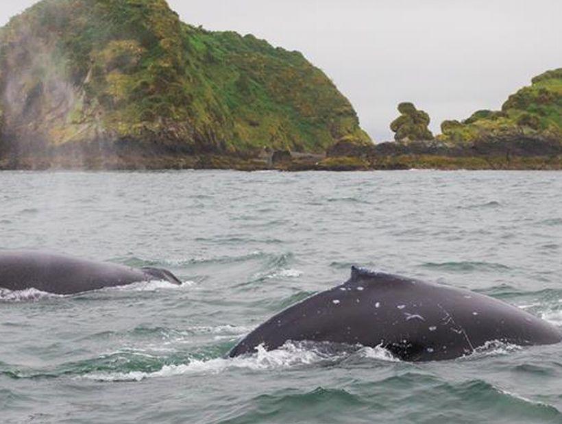 Vertientes De Pumillahue, Chiloe Villa Ngoại thất bức ảnh